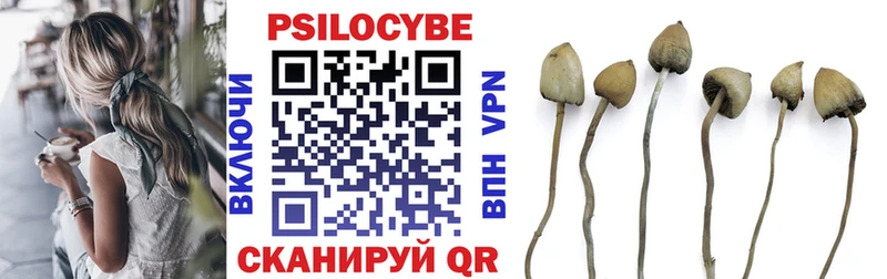блэк спрут как войти Калач Галлюциногенные грибы Magic Shrooms